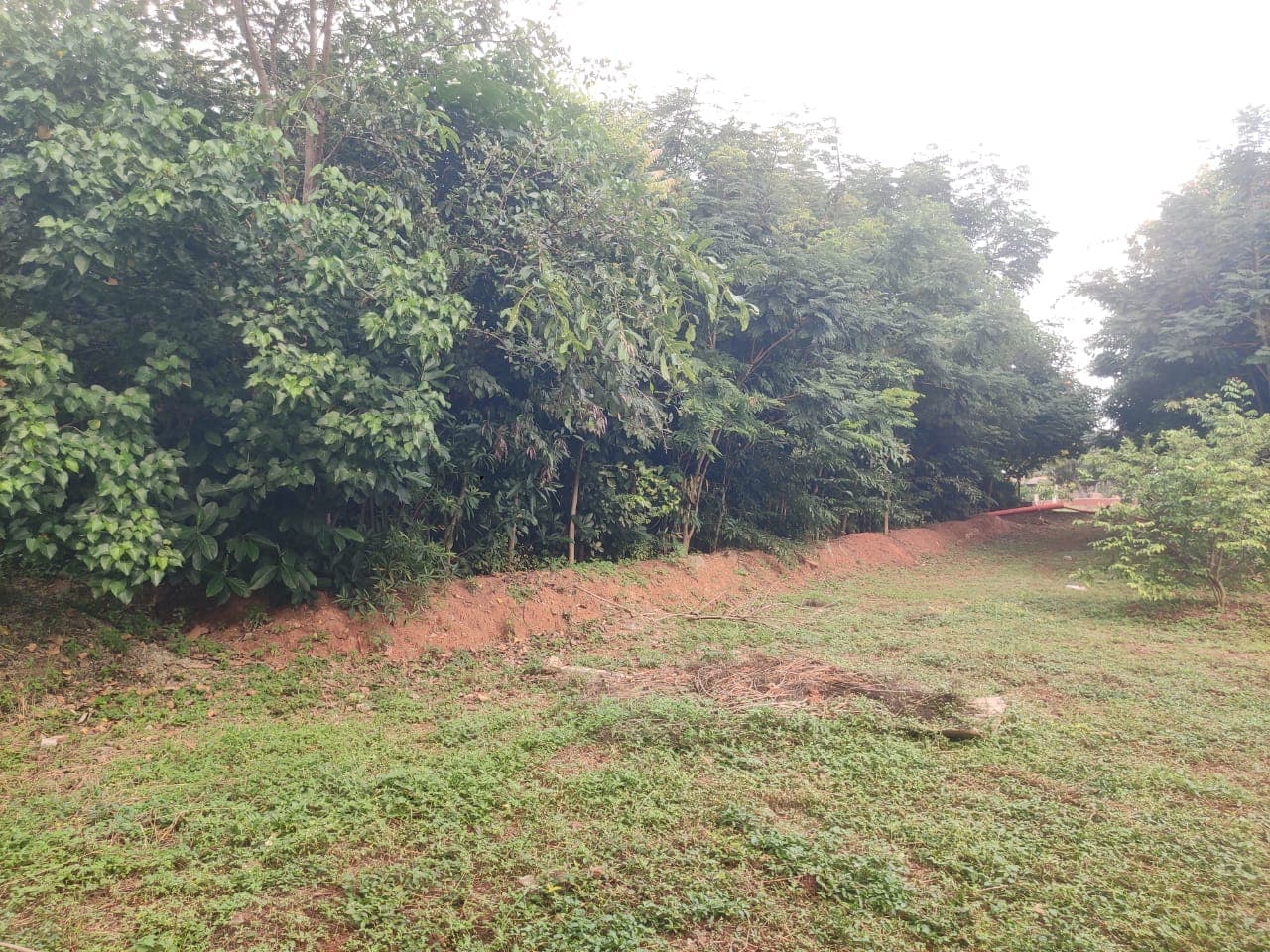 A Miyawaki forest site — forests in the making