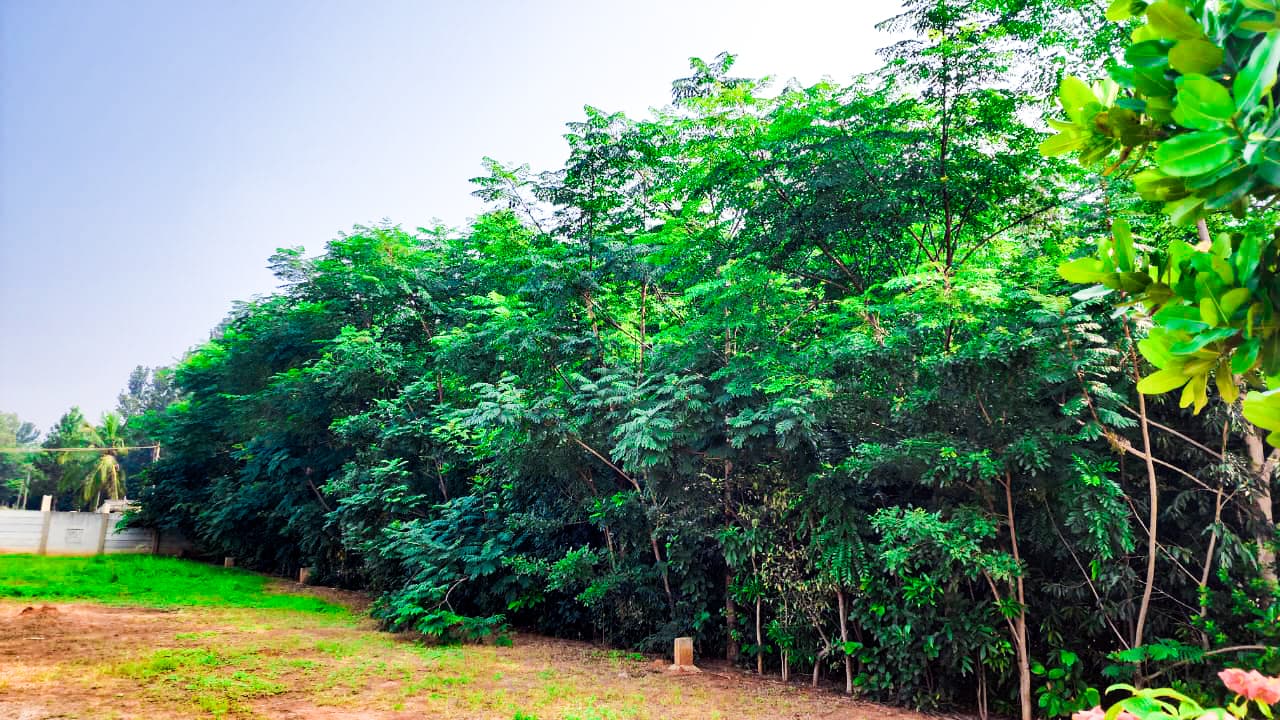 Dense green cover after plantation